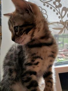 2 Reinrassige Bengal kitten Weibchen mit Ahnentafel