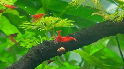 Neocaridina Red Fire