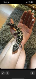 Leopardgeckos zur Abgabe