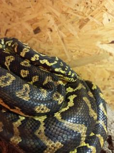 1. 0 Teppichpython Morelia Spilota NZ 16, Diamond Jungle Jaguar