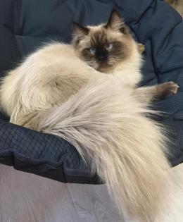 Neva Masquarade Katze mit Stammbaum auszugsbereit