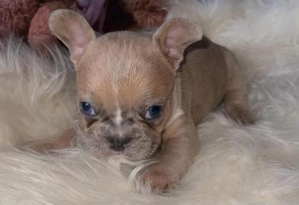 Französische Bulldogge Welpen