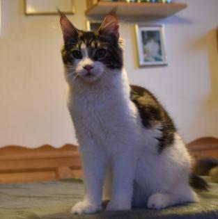 Zuzanna- Maine Coon Mädel mit Papieren, 14 Monate kastriert