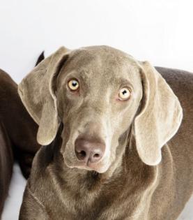 Schöne junge Weimaranerhündin abzugeben