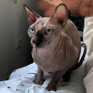 LUCI und Lilli - Canadian Sphynx, weiblich, 7Jahre, Gechipt, Kastriert