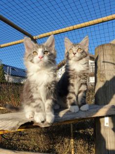 Prächtige Maine Coon Kitten