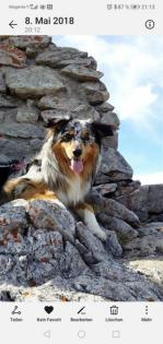 Australien Shepherd blue merle