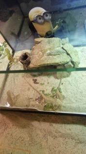 Bartagame Jungtiere 4 Monate alt