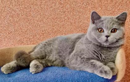 Britisch Kurzhaar Kater Blau TOP aus dem Zucht
