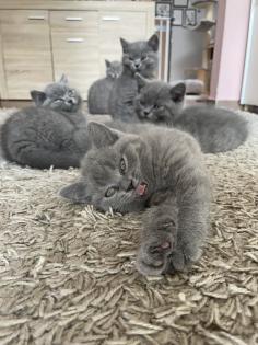 BKH Kitten, Britisch Kurzhaar, Katzenbabys, Kitten