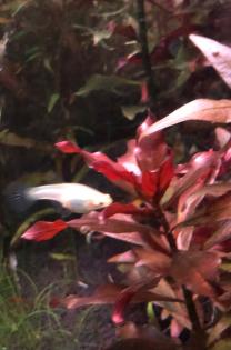 Endler Guppy Pärchen blond, bunt filigran Untenschwert .