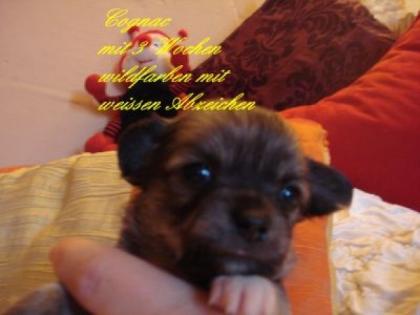 Entzückende Chihuahua-Welpen langhaar mit Ahnentafel