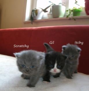 Süße Perser Maine-Coon Baby s