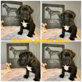 Kräftige Cane C rso Welpen