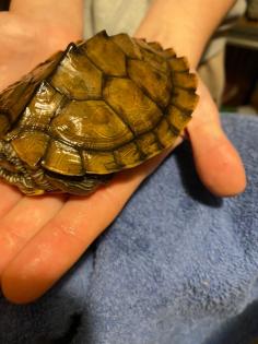 Wasserschildkröte mit Zubehör