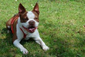BO-DEXTER - männlich 5 Jahre 40 cm 15 kg Boston Terrier Gechipt Kastriert