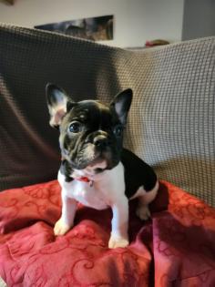 Französische Bulldoggen Baby, s