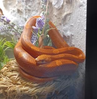 Hypo Bloodred Motley Pied Kornnatter