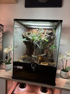 Hi verkaufe meine 3 Poecilotheria