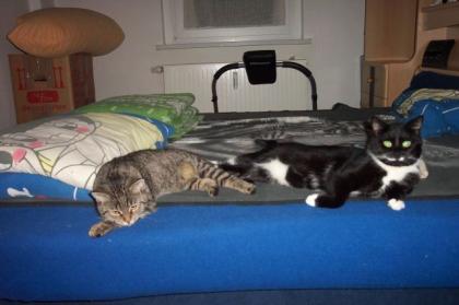 Süßes verschmustes katzenpärchen abzugeben