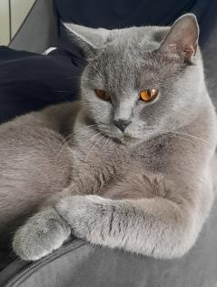 Bkh Kitten 1- weibchen ist frei
