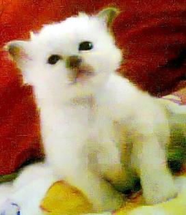 Reinrassige Heilige Birmababys suchen neues Zuhause
