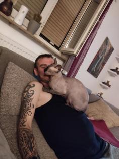 Don Sphynx Kater