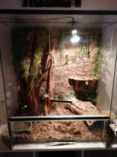 Kornnatter mit Terrarium abzugeben