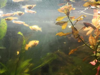 Guppy Guppys abzugeben - Babys oder Halbwüchsige