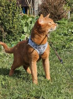 Ein Juwel in Sorrel, reinrassiger Abessinier Kater mit Stammbaum