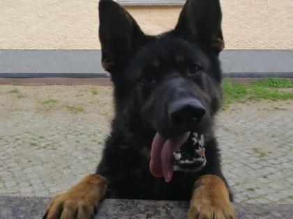 Verk reinrassige Deutsche Schäferhundwelpen