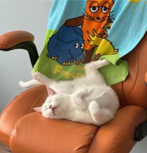 Türkisch Angora Kater
