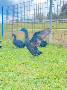 Cayuga Enten