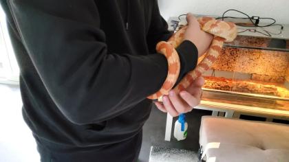 Kornattern 2 Stück eine Albino und eine Naturell
