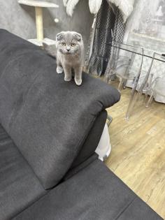 Britisch kurzhaar kitten bkh