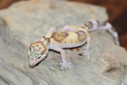 Leopardgecko Super Giant 0. 1