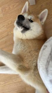 Akita inu namens Rex