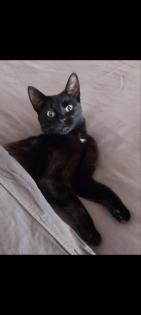 KATZE IN MÜHLHEIM AN DER DONAU VERMISST GESUCHT