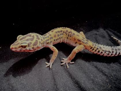 Leopardgekos weiblich aus 2022