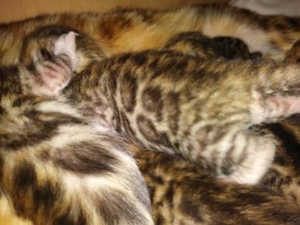 Bengalkitten Katze Kater mit Stammbaum