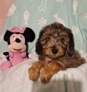 Miniature Aussiedoodle Welpen