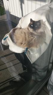 Wir suchen unsere geliebte Birma Katze