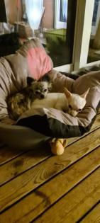 Chihuahua Welpen suchen ein liebevolles Zuhause