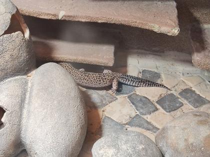 Terrarium mit 3 Leopardgecko Weibchen