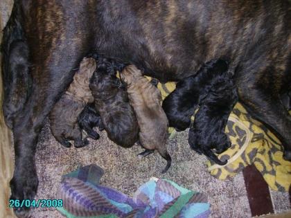 Cane Corso Welpen in liebevolle Hände zu vergeben