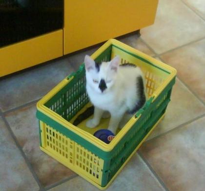 Kleine, süße Katzenkinder, in liebevolle Hände zu verschenken