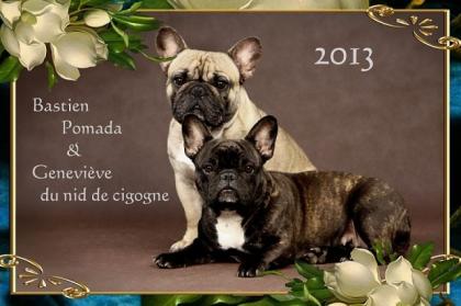 Wurfplanung Sommer 2021 Französische Bulldogge