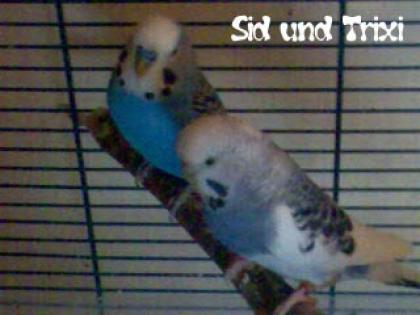 Wellensichpärchen zu Vermitteln