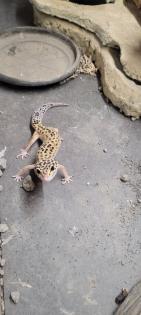 Terrarium mit Leopardengeckos