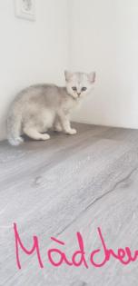 BKH KITTEN REINRASSIG SOFORT ABHOLBEREIT
